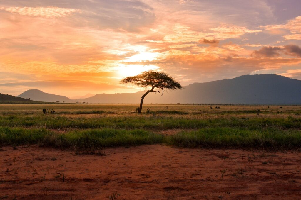 tree between green land during golden hour
