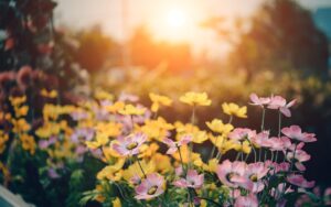 cosmos, flowers, garden, petals, bloom, blossom, flora, plants, nature, garden, flower background, garden, flower wallpaper, beautiful flowers, garden, garden, garden